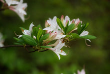 Load image into Gallery viewer, R. atlanticum (Coastal Azalea)
