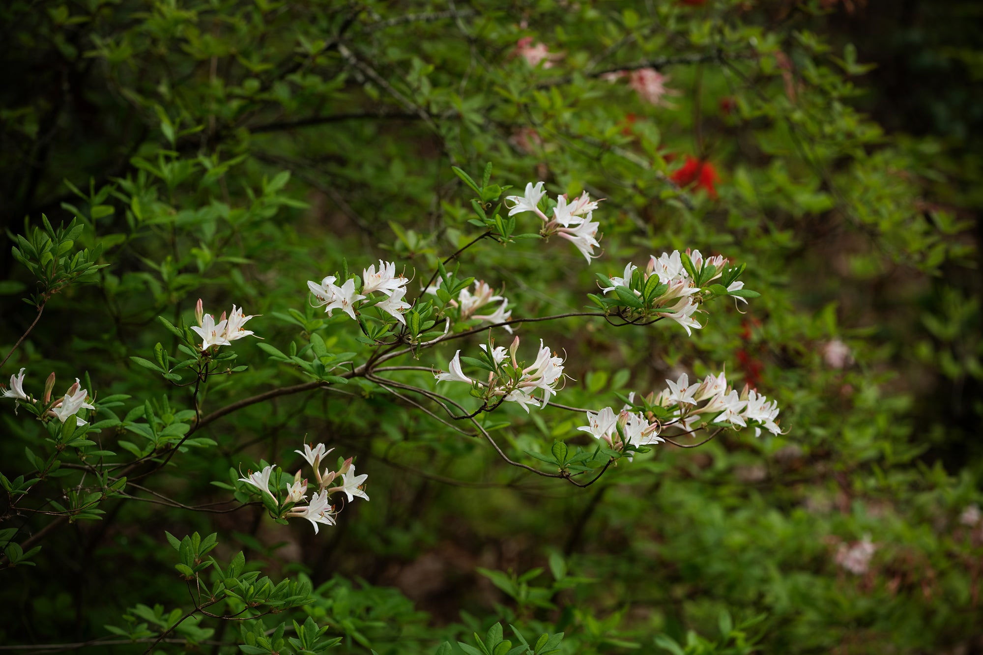 R. atlanticum (Coastal Azalea)