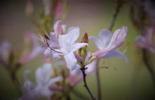 Load image into Gallery viewer, R. atlanticum (Coastal Azalea)

