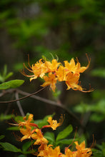 Load image into Gallery viewer, R. austrinum (Florida Flame Azalea)
