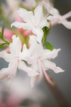 Load image into Gallery viewer, R. canescens (Piedmont Azalea)
