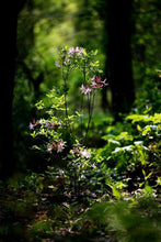 Load image into Gallery viewer, R. canescens (Piedmont Azalea)
