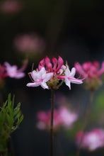 Load image into Gallery viewer, R. canescens (Piedmont Azalea)
