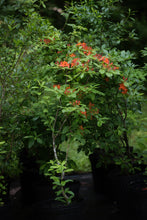 Load image into Gallery viewer, R. cumberlandense, R. bakeri (Cumberland Azalea)
