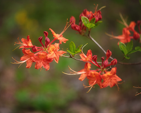 R. flammeum (Oconee Azalea)