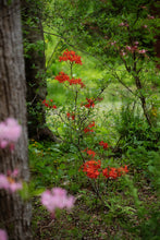 Load image into Gallery viewer, R. flammeum (Oconee Azalea)
