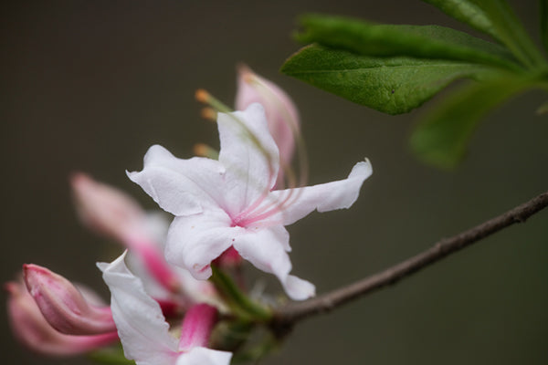 R. periclymenoides (Pinxter Azalea)