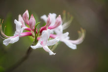 Load image into Gallery viewer, R. periclymenoides (Pinxter Azalea)
