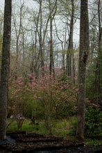 Load image into Gallery viewer, R. periclymenoides (Pinxter Azalea)
