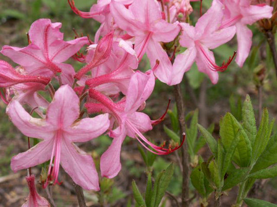 R. prinophyllum (Roseshell Azalea) – Mountain Mist Nursery