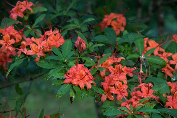 R. prunifolium (Plumleaf Azalea)