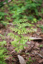 Load image into Gallery viewer, Royal Fern (Osmunda regalis var. spectabilis)
