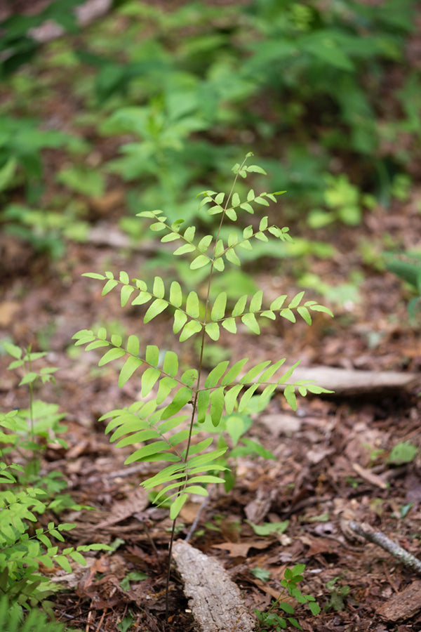 Royal Fern (Osmunda regalis var. spectabilis)
