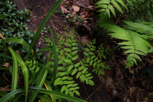 Load image into Gallery viewer, Royal Fern (Osmunda regalis var. spectabilis)
