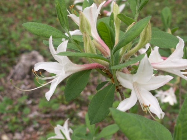 Pink Alabama Azalea (R. alabamense) – Mountain Mist Nursery