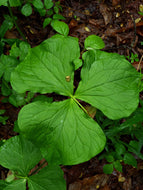 Southern Nodding Trillium (T. rugelii)