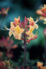 Load image into Gallery viewer, Steve Lawrence
