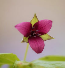 Load image into Gallery viewer, Wake-Robin Trillium (T. erectum)
