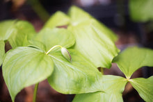 Load image into Gallery viewer, Wake-Robin Trillium (T. erectum)
