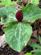 Toadshade Trillium (T. sessile)