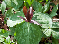 Sweet Betsy Trillium (T. cuneatum)