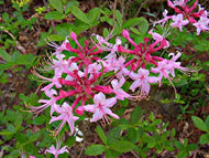 Varnadoe’s Dark Pink