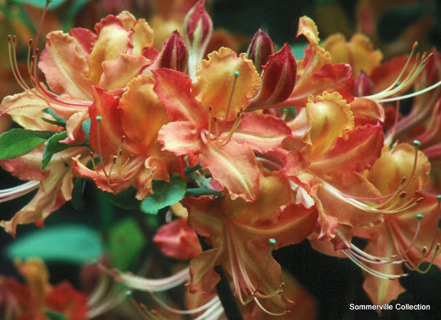 Verdie Sommerville ( R. flammeum x Strawberry Ice)