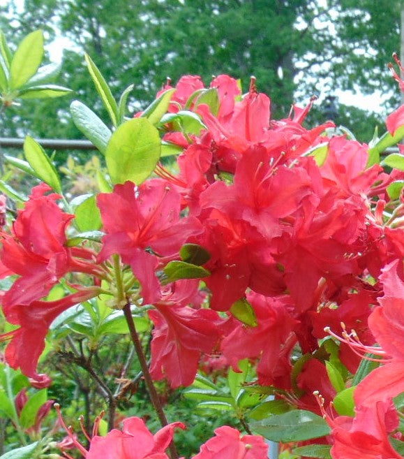 Wallowa x Al - Deep Red