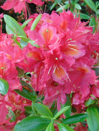 Wallowa x Al - Rose with Ruffle