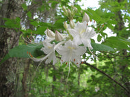 R. colemanii, Red Hills Azalea