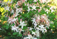 Marydel (R. atlanticum X ?)